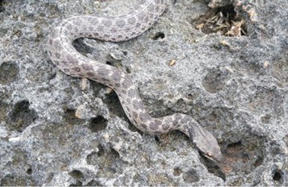 Φίδι «εξαφανισμένο» επί 80 χρόνια επανεμφανίστηκε στο Μεξικό